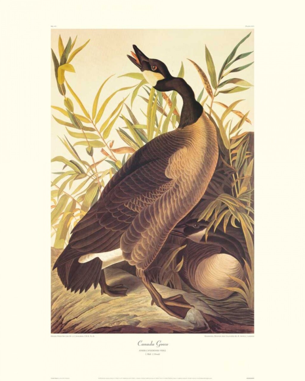 Canada Goose Poster Print by John James Audubon - Item # VARPDX132760